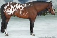 Horse Color:Bay Sabino Appaloosa