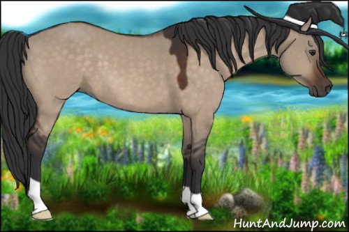 Horse Color:Brown Dun 