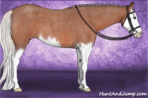 Horse Color:Silver Bay Roan Splash 