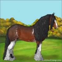 Horse Color:White Spotted Brown