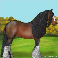 Horse Color:White Spotted Brown 
