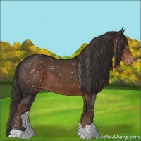 Horse Color:Liver Chestnut Appaloosa