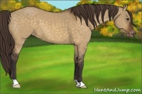 Horse Color:Buckskin Dun Appaloosa 