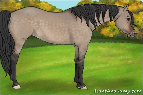 Horse Color:Brown Dun Appaloosa 