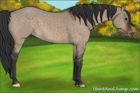 Horse Color:Brown Dun Appaloosa 