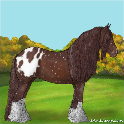 Horse Color:Chocolate Brown Appaloosa 