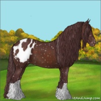 Horse Color:Chocolate Brown Appaloosa 