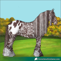 Horse Color:Chocolate Brown Appaloosa 