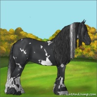 Horse Color:White Spotted Black