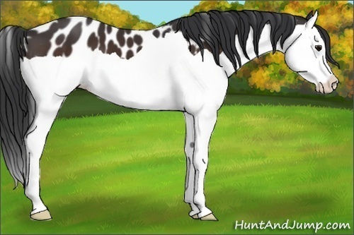 Horse Color:Brown Splash Appaloosa 