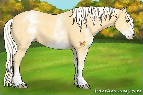 Horse Color:White Spotted Gold Cream Champagne
