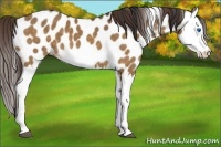 Horse Color:Buckskin Dun Splash Appaloosa 