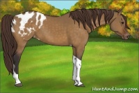Horse Color:Buckskin Dun Tobiano Appaloosa 