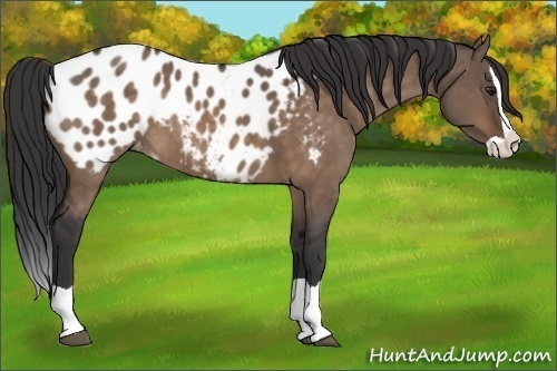 Horse Color:Brown Dun Splash Appaloosa 
