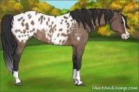 Horse Color:Brown Dun Splash Appaloosa 