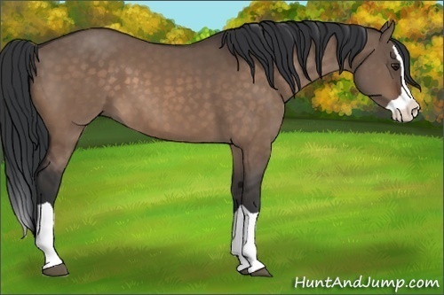 Horse Color:Brown Dun Splash 