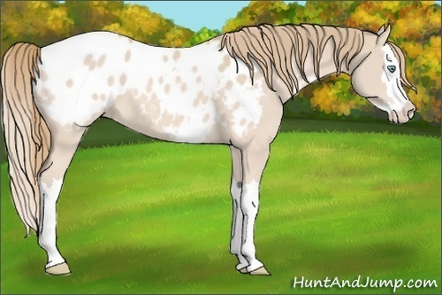 Horse Color:Perlino Splash Appaloosa 