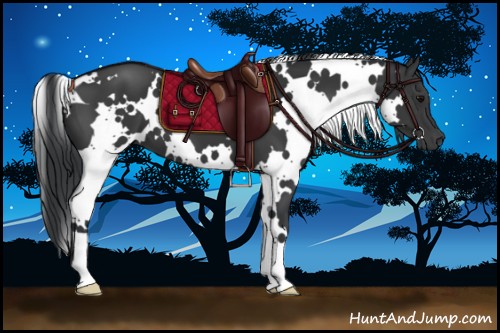 Horse Color:White Spotted Black