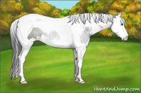 Horse Color:Black Sabino Splash Tobiano