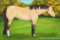 Horse Color:Buckskin Dun Sabino 