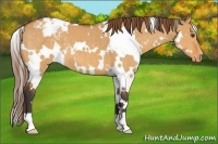 Horse Color:White Spotted Buckskin Dun Varnish