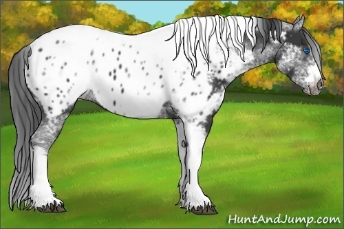 Horse Color:White Spotted Black Splash Tobiano Frame Appaloosa