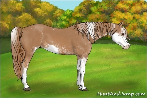 Horse Color:Chestnut Sabino Varnish 