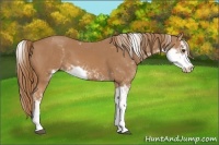 Horse Color:Chestnut Sabino Appaloosa 