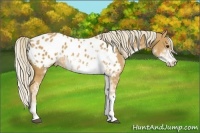 Horse Color:Palomino Sabino Blanket 