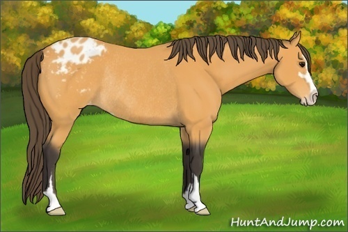 Horse Color:Buckskin Sabino Appaloosa Rabicano 