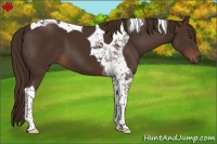 Horse Color:Liver Chestnut Tobiano