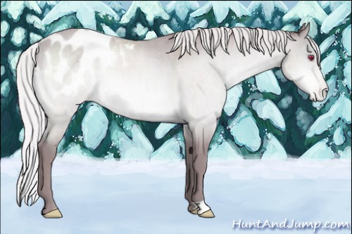 Horse Color:Chocolate Silver Sable Champagne Chinchilla Appaloosa 