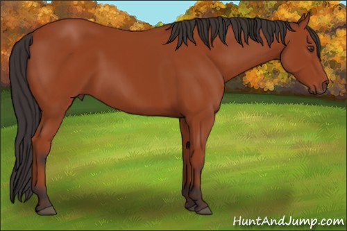 Horse Color:Brown 