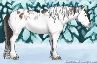 Horse Color:White Spotted Liver Chestnut Ice Sabino Splash Appaloosa 