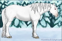 Horse Color:Gold Champagne Chinchilla Ice 