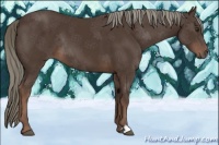 Horse Color:Liver Chestnut 
