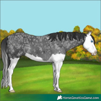 Horse Color:Black Ice Splash 