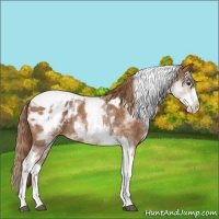 Horse Color:White Spotted Chestnut Tobiano Appaloosa 