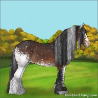Horse Color:White Spotted Brown Snowflake Varnish