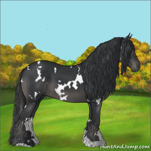Horse Color:White Spotted Black 