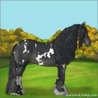 Horse Color:White Spotted Black 