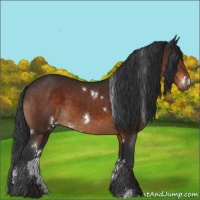 Horse Color:White Spotted Brown 