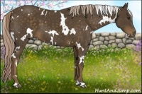 Horse Color:White Spotted Chocolate Palomino