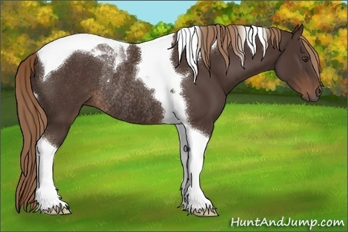Horse Color:Liver Chestnut Tobiano Rabicano 