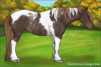 Horse Color:Liver Chestnut Tobiano Rabicano