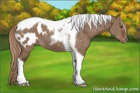 Horse Color:Liver Red Dun Tobiano Blanket 