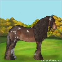 Horse Color:White Spotted Liver Chestnut 