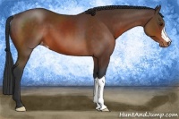 Horse Color:Brown Appaloosa 