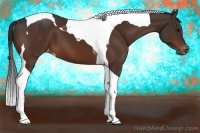 Horse Color:Bay Tobiano Appaloosa 