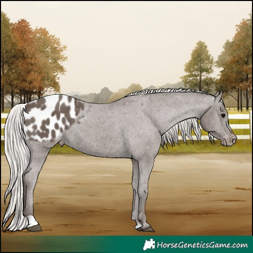 Horse Color:Silver Black Appaloosa 